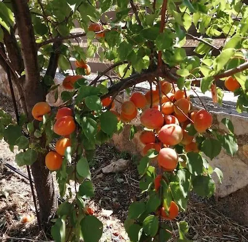 Seaview Lovely Willa Leonídion